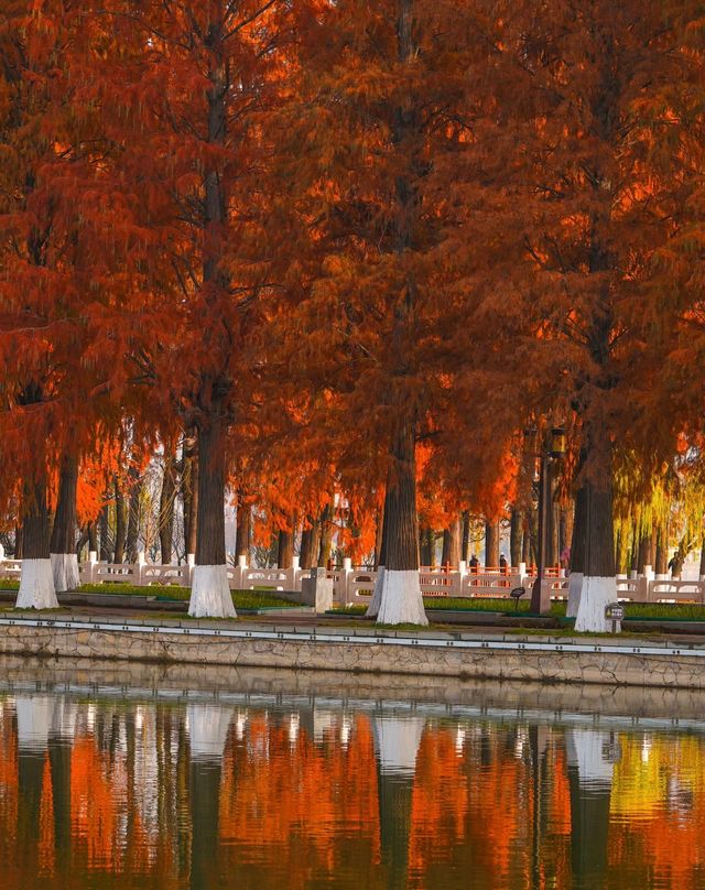 武漢的秋天還是太權威了······ 武漢的秋天還是太權威了······