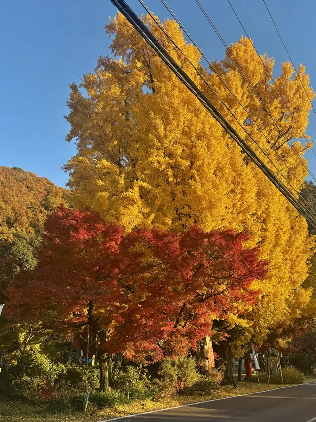 名古屋周邊|隱藏系絕美露營地 名古屋周邊|隱藏系絕美露營地