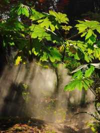 秋日魔都光影秘境