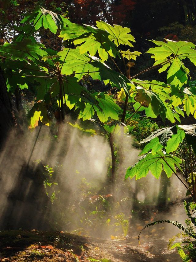 秋日魔都光影秘境