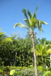 西雙版納植物園！！