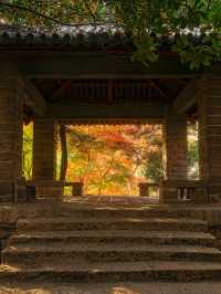 上海魯迅公園｜初冬限定！這片紅楓林美到窒息