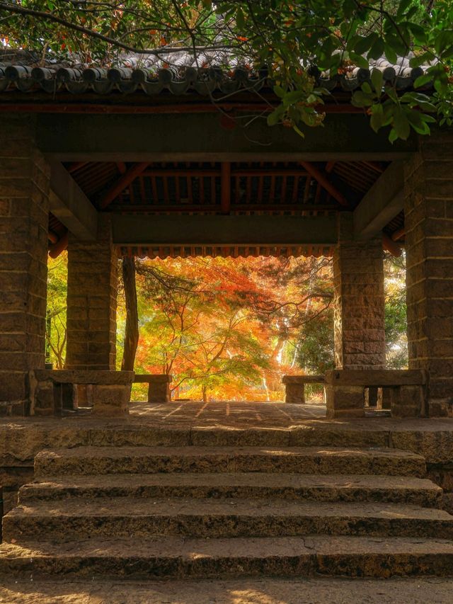 上海魯迅公園｜初冬限定！這片紅楓林美到窒息