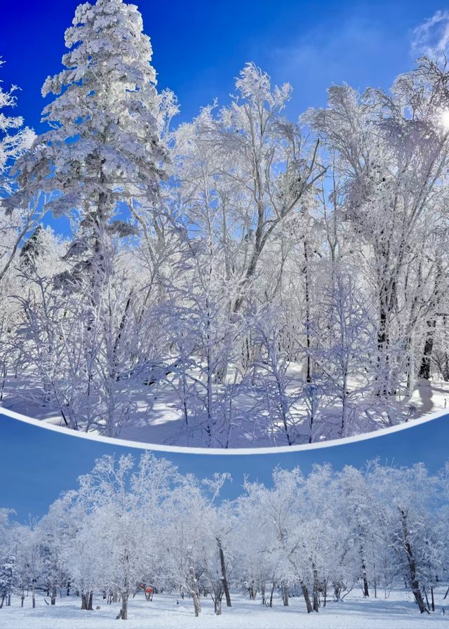 在雪谷發現這家寶藏民宿!老闆手藝絕了 在雪谷發現這家寶藏民宿!老闆手藝絕了