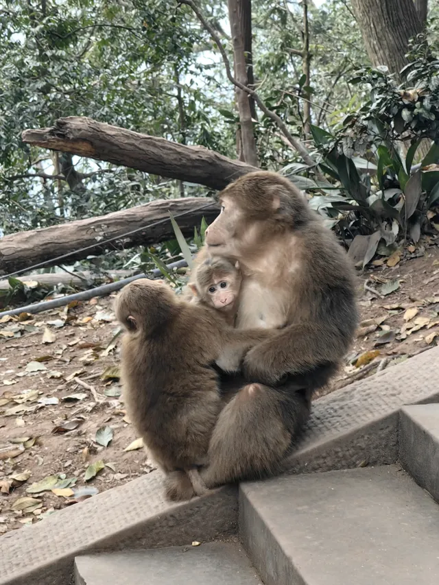 今日（12月4日）峨眉