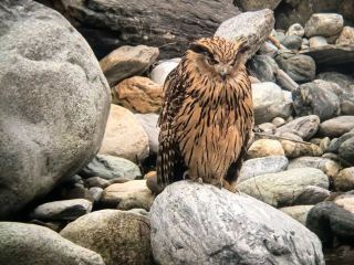 New Foraging Grounds for the Yellow-legged Fishing Owl in Tangjia River