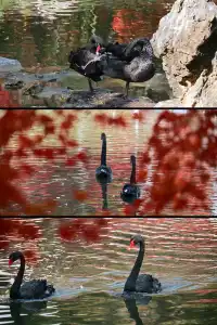 重慶出發 去南京過秋天