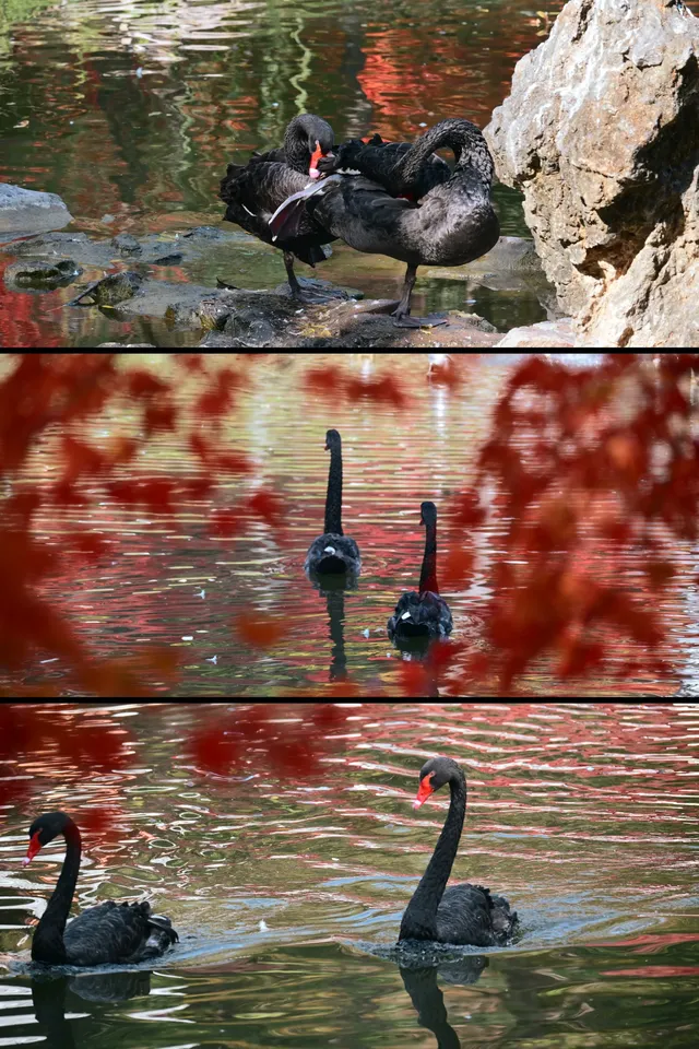 重慶出發 去南京過秋天