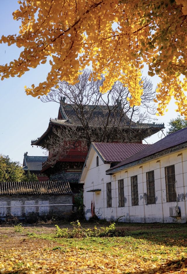 金秋銀杏下的千年古寺 金秋銀杏下的千年古寺
