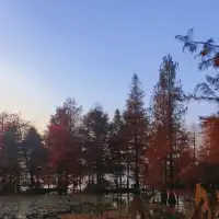 金山寺旁的「童話水杉林」，小朋友玩到不想走