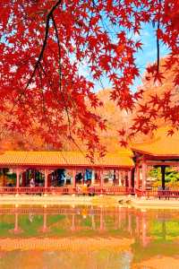 武漢秋天美炸了元旦跨年瘋玩攻略,錯過等一年