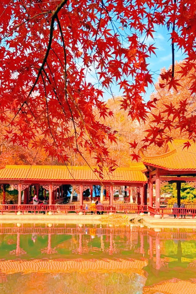 武漢秋天美炸了元旦跨年瘋玩攻略,錯過等一年 武漢秋天美炸了元旦跨年瘋玩攻略,錯過等一年