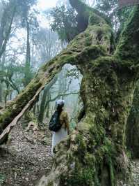 剛從哀牢山回來!看這篇就夠了