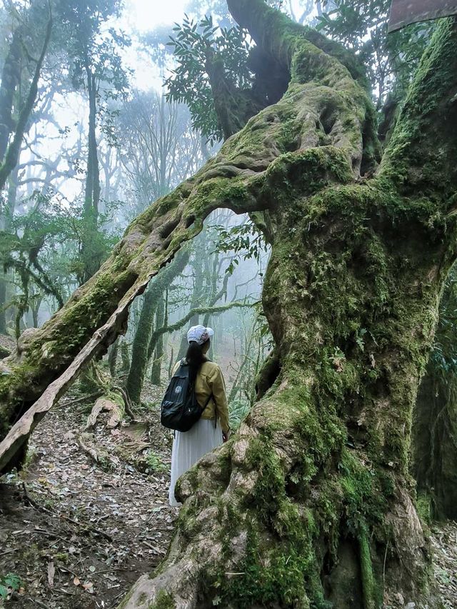 剛從哀牢山回來!看這篇就夠了 剛從哀牢山回來!看這篇就夠了