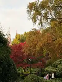 上海12月銀杏路線大合集!別錯過最佳觀賞期