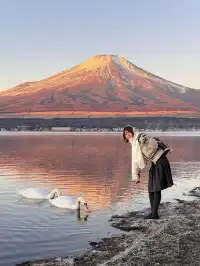 12.7實況live早起會被富士山獎勵粉色日出
