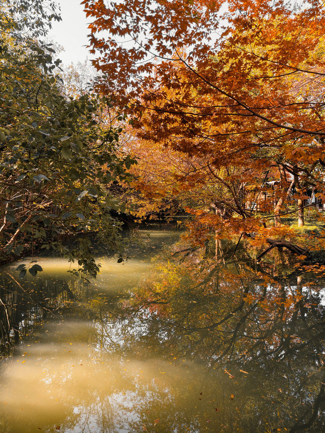 烏村(景色篇)照片太多,20張都不夠發 烏村(景色篇)照片太多,20張都不夠發
