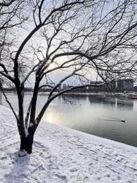 冬日限定雪景蘆葦打卡地