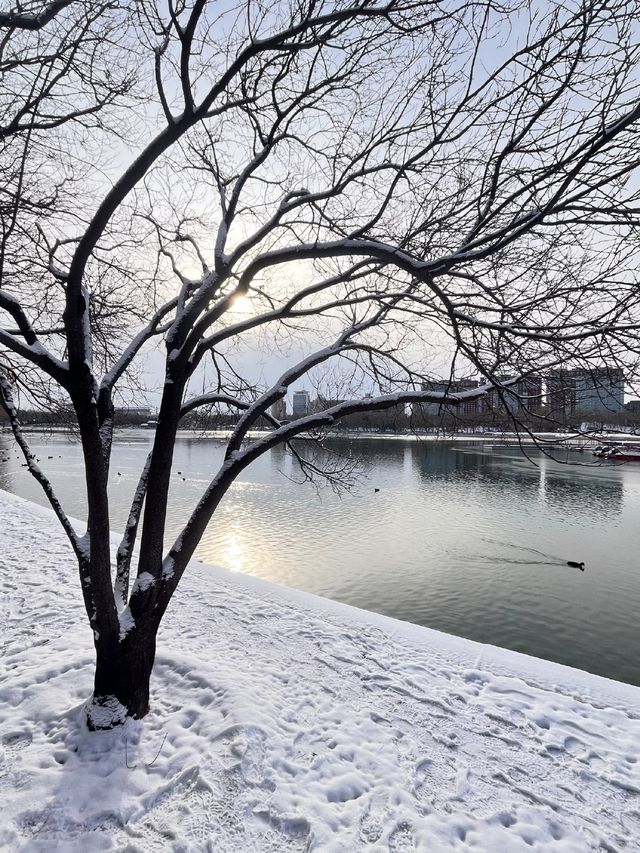 冬日限定雪景蘆葦打卡地
