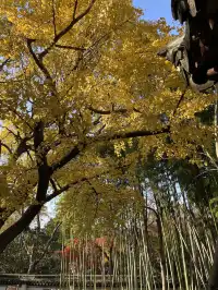 12月3日實況無濾鏡,秋意濃時楓葉紅