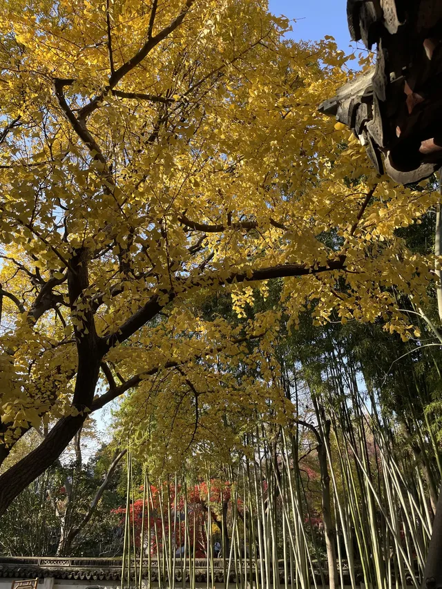 12月3日實況無濾鏡,秋意濃時楓葉紅 12月3日實況無濾鏡,秋意濃時楓葉紅