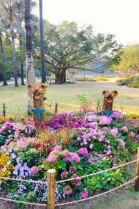 深圳仙湖植物園|遛娃寶藏地打卡賞花絕佳去處