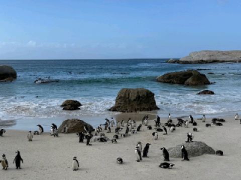 Cape Town Penguin Colony: A Paradise of Cuteness