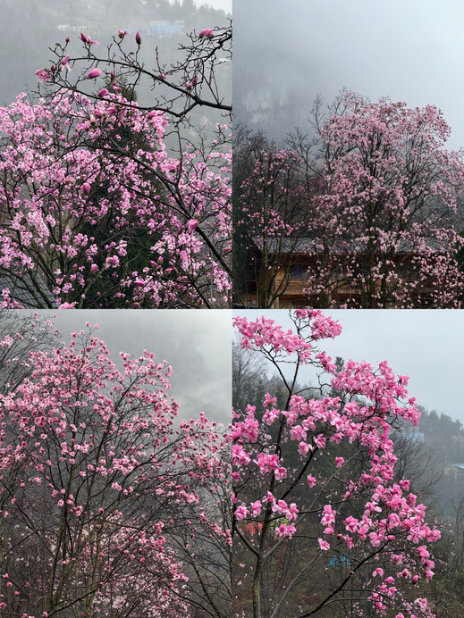 九皇山・辛夷花｜これからの一ヶ月はピンク色の季節です | Trip.com 陽春
