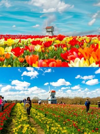 How beautiful is spring in London? 2026 Tulip Viewing Guide