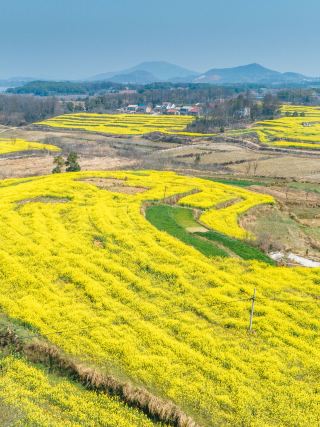 ทะเลดอกคาโนล่าบานสะพรั่งที่ต้าหยี