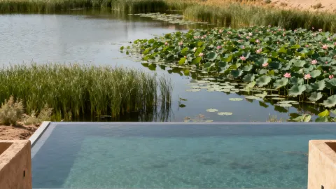 July Exclusive! A Thousand-Mu Lotus Garden Hidden in the Desert — traveler post in Pingluo