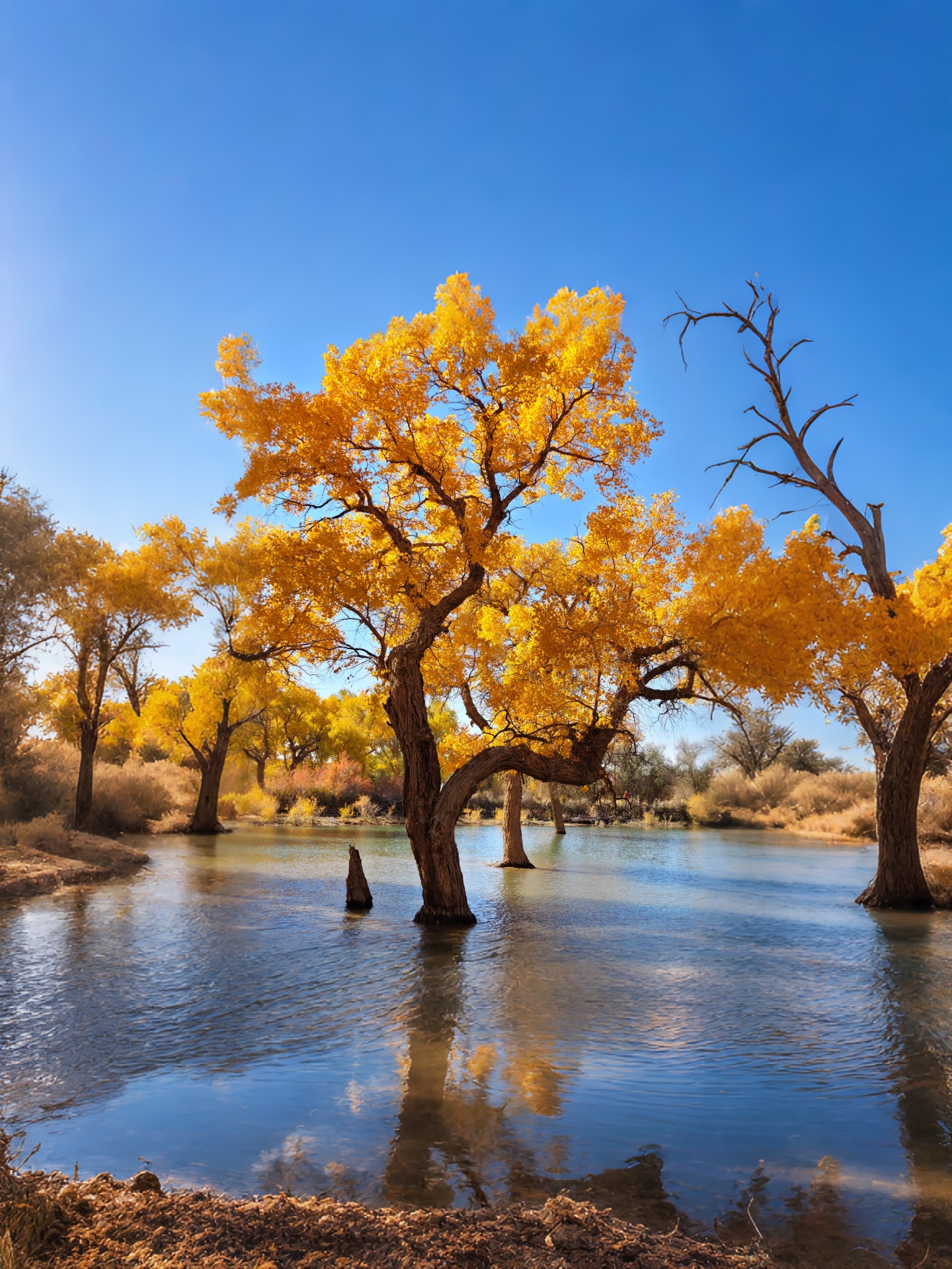Golden fairy tale that lasts only 21 days a year! The "living fossil" watched over for three thousand years