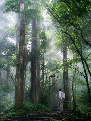 “I’m in Hangzhou and found a real-life kingdom of giant trees”