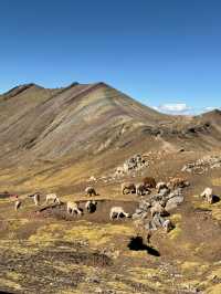 Memorable Family Tours with Sam Travel Peru