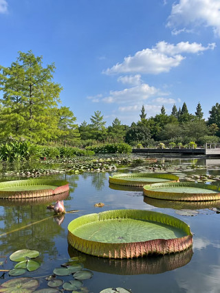 Shanghai Chenshan Water Lily Exhibition Guide