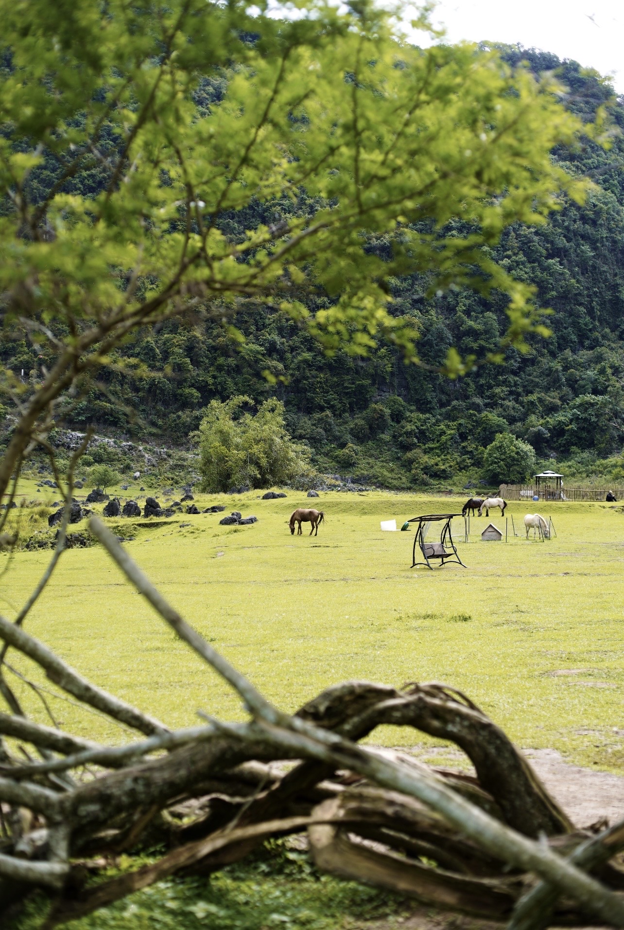 Experience the healing vibes of the Altay-style grasslands right here in Liuzhou—no need to travel all the way to Xinjiang!