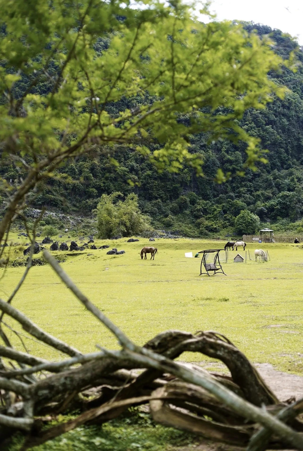 Experience the healing vibes of the Altay-style grasslands right here in Liuzhou—no need to travel all the way to Xinjiang!