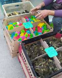 ตลาดริมโขง ดูของป่าจากฝั่งลาว ที่นครพนม 