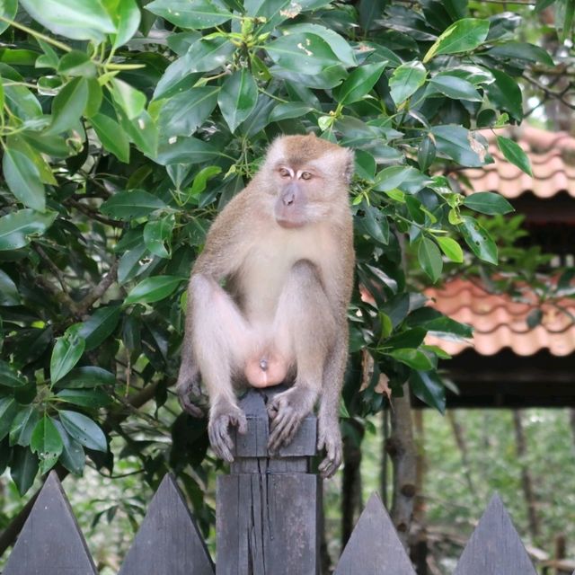 Venture into the Heart of Tanjung Piai