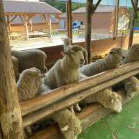 한국최대양목지 대관령양떼목장🐑
