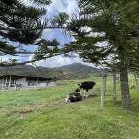  【 Desa奶牛場｜神山行程必去｜馬來西亞】 Desa Dairy Farm 