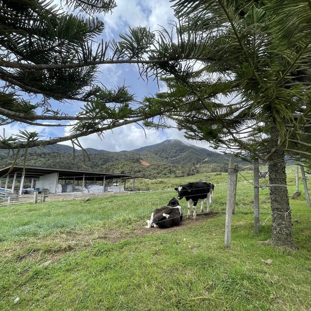  【 Desa奶牛場｜神山行程必去｜馬來西亞】 Desa Dairy Farm 