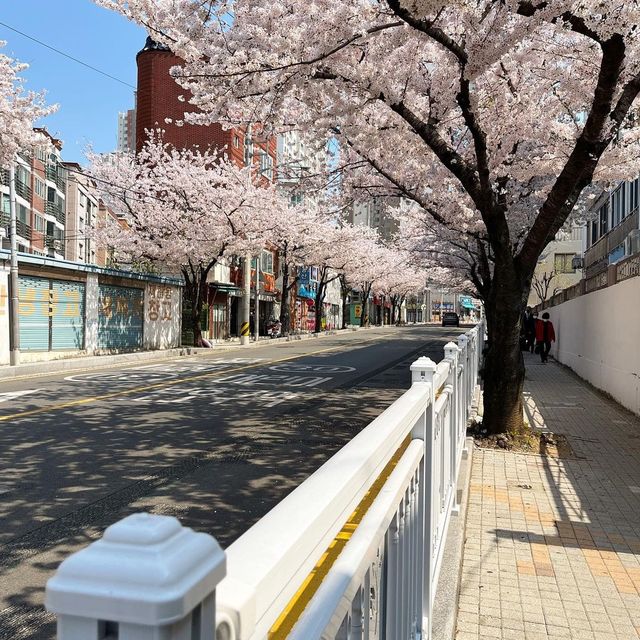 부산 유채꽃 & 벚꽃 거리 가볼만한곳 추천지!