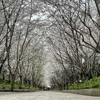 【上海・蘇州河畔】桜を見ながら散歩はいかが