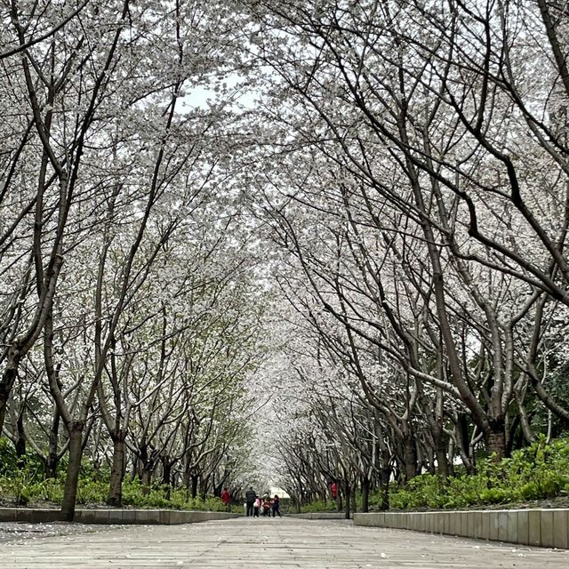 【上海・蘇州河畔】桜を見ながら散歩はいかが
