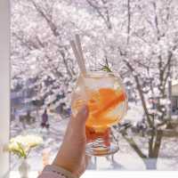 서울에서 현재 가장 예쁜 벚꽃 카페🌸💗