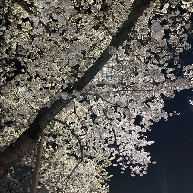 부산 벚꽃 명소, 온천천에서 벚꽃 구경하기