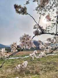대구근교 벚꽃로드, 실시간 청도 벚꽃터널🌸