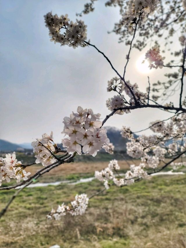대구근교 벚꽃로드, 실시간 청도 벚꽃터널🌸