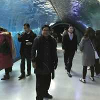 largest aquarium in Asia - Aqua Planet jeju